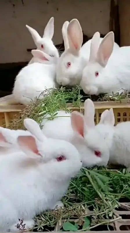 Rabbits are the best and beautiful animal 0
