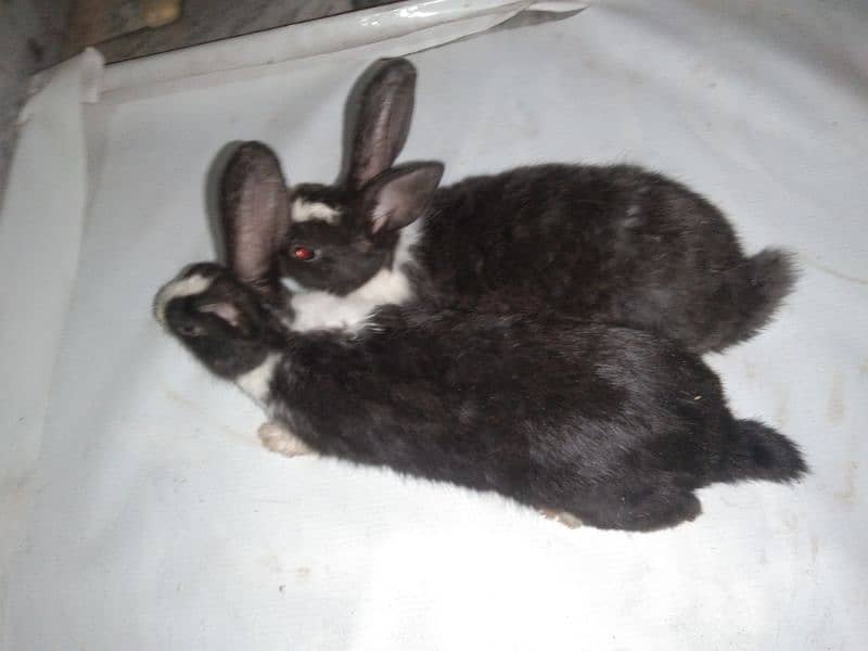 Rabbits are the best and beautiful animal 3