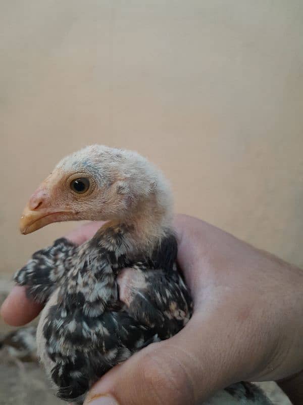 aseel chicks for sale 8