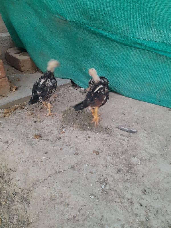 aseel chicks for sale 9