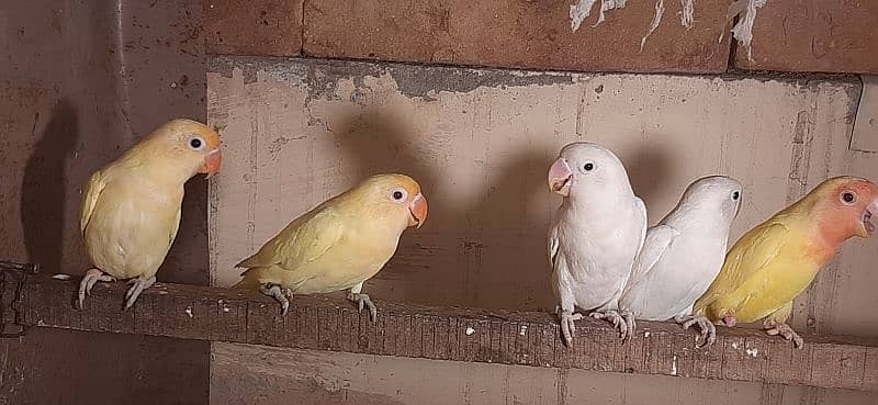Cremino Decino Albino for sale 0
