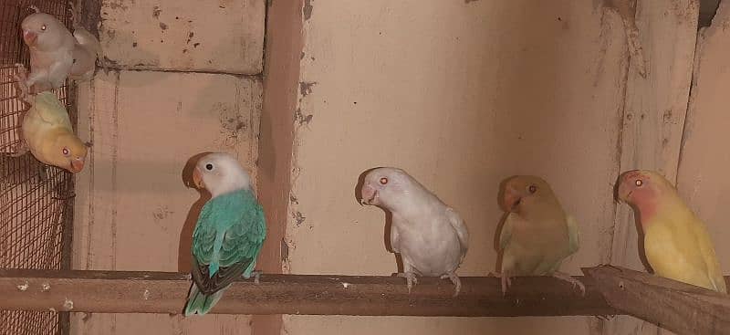 Cremino Decino Albino for sale 1