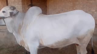 Asad