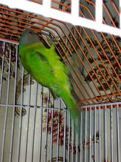 indian parrot
