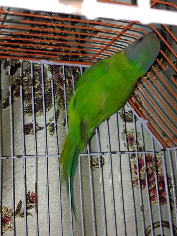 indian parrot 1