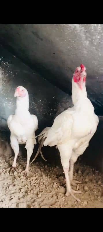 paper white heera aseel breeder pair 0