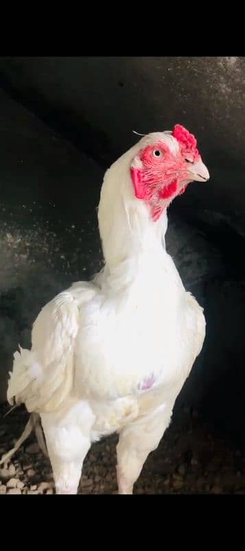 paper white heera aseel breeder pair 1