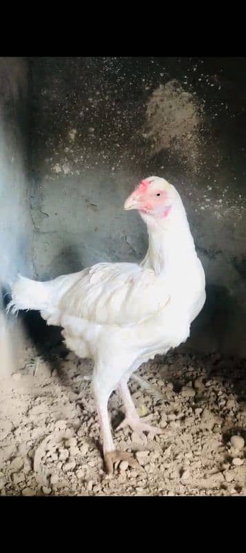 paper white heera aseel breeder pair 2