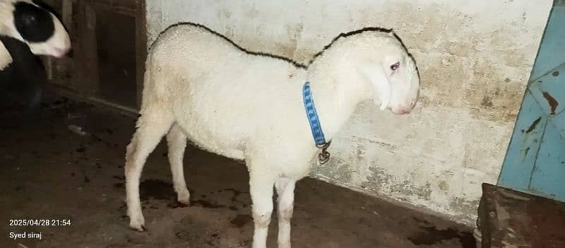dumba (sheep) for sale Orangi town 5 No 0