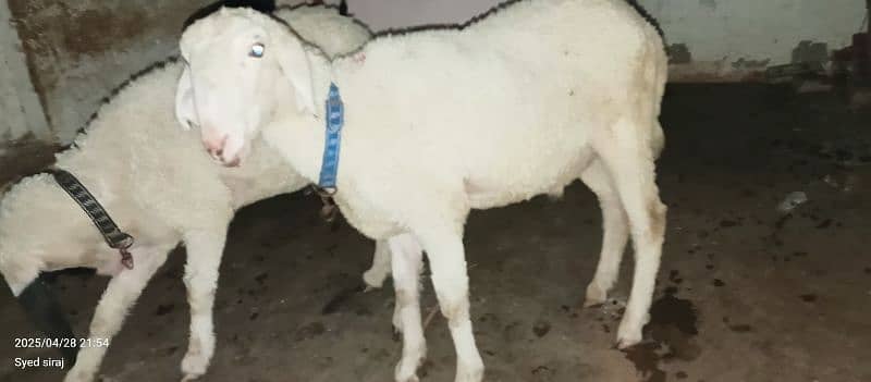 dumba (sheep) for sale Orangi town 5 No 1