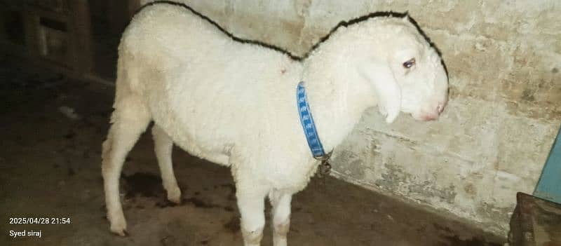dumba (sheep) for sale Orangi town 5 No 2