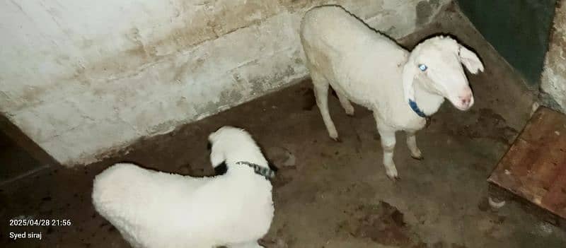 dumba (sheep) for sale Orangi town 5 No 3