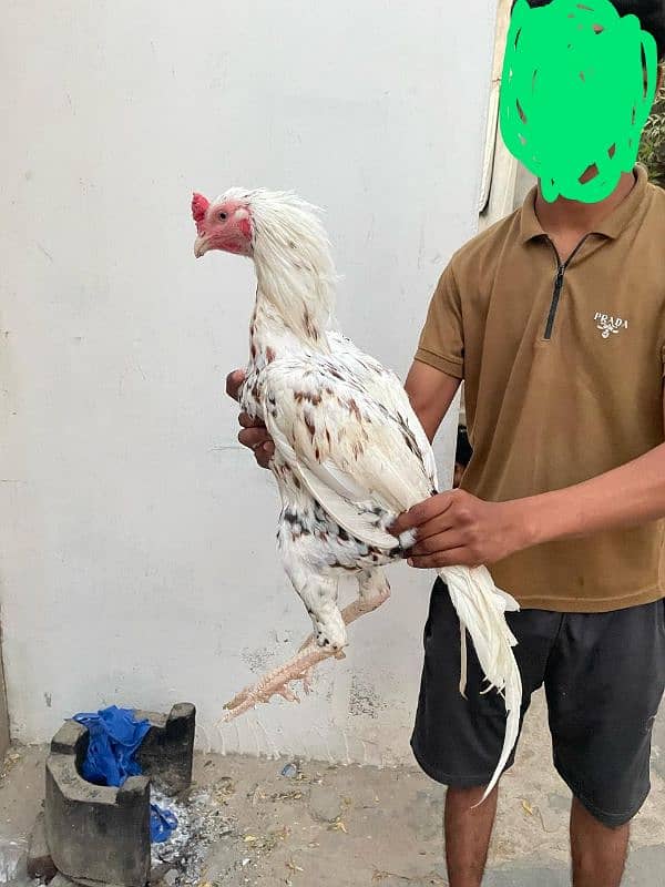 out class aseel for sale 0