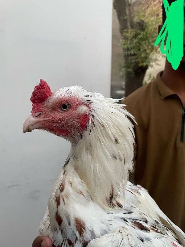 out class aseel for sale 2