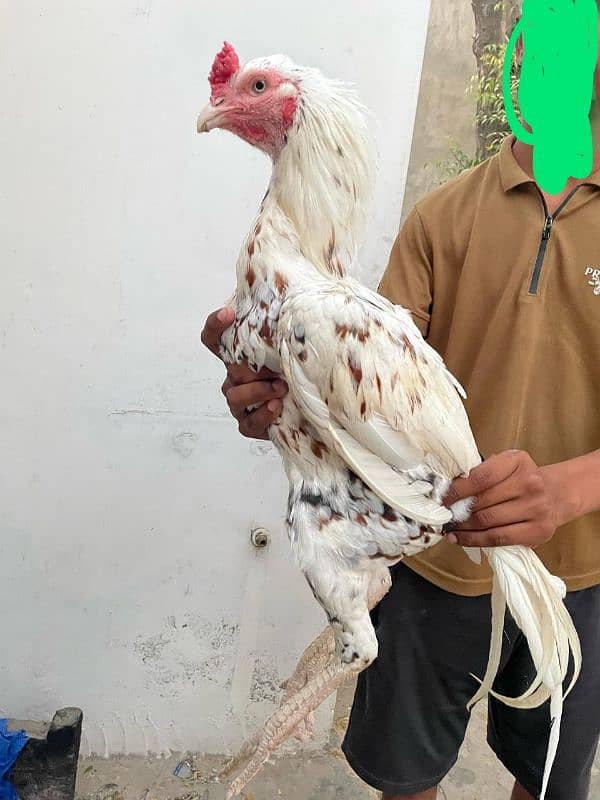 out class aseel for sale 3