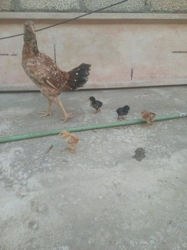 aseel murgi for sale and four chicks 0