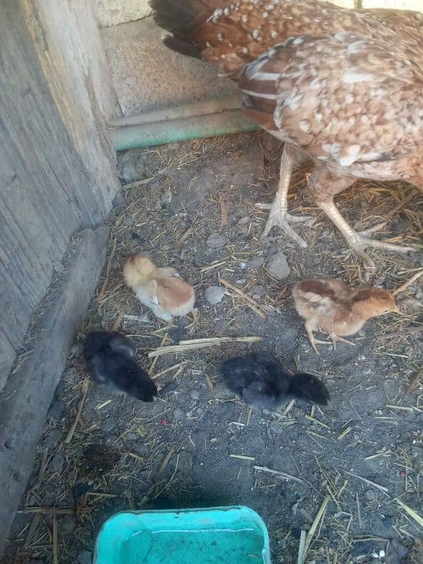 aseel murgi for sale and four chicks 1