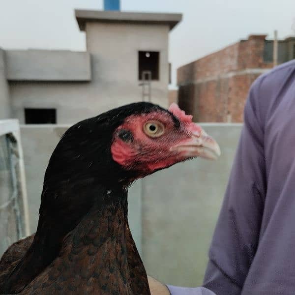 Mianwali Aseel Murga Aseel Madi | Heera Aseel Chicks  | 0327 6240784 5