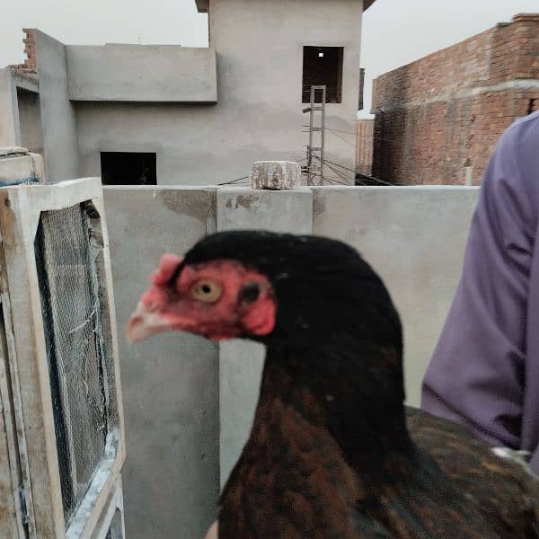 Mianwali Aseel Murga Aseel Madi | Heera Aseel Chicks  | 0327 6240784 6