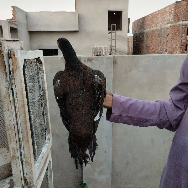 Mianwali Aseel Murga Aseel Madi | Heera Aseel Chicks  | 0327 6240784 7