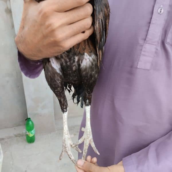 Mianwali Aseel Murga Aseel Madi | Heera Aseel Chicks  | 0327 6240784 8
