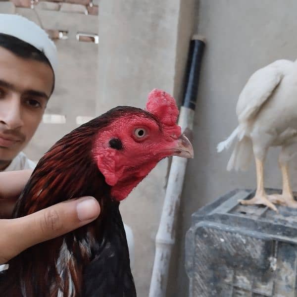 Mianwali Aseel Murga Aseel Madi | Heera Aseel Chicks  | 0327 6240784 2