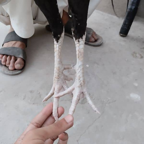 Mianwali Aseel Murga Aseel Madi | Heera Aseel Chicks  | 0327 6240784 4