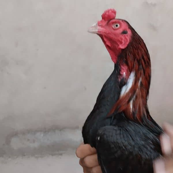 Mianwali Aseel Murga Aseel Madi | Heera Aseel Chicks  | 0327 6240784 3