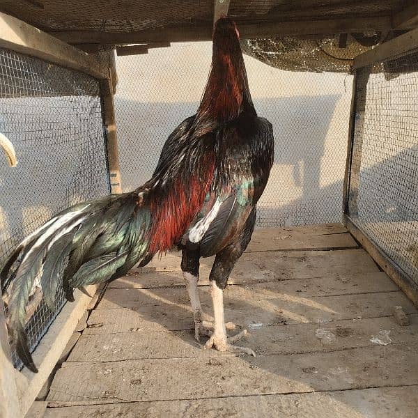 Mianwali Aseel Murga Aseel Madi | Heera Aseel Chicks  | 0327 6240784 0