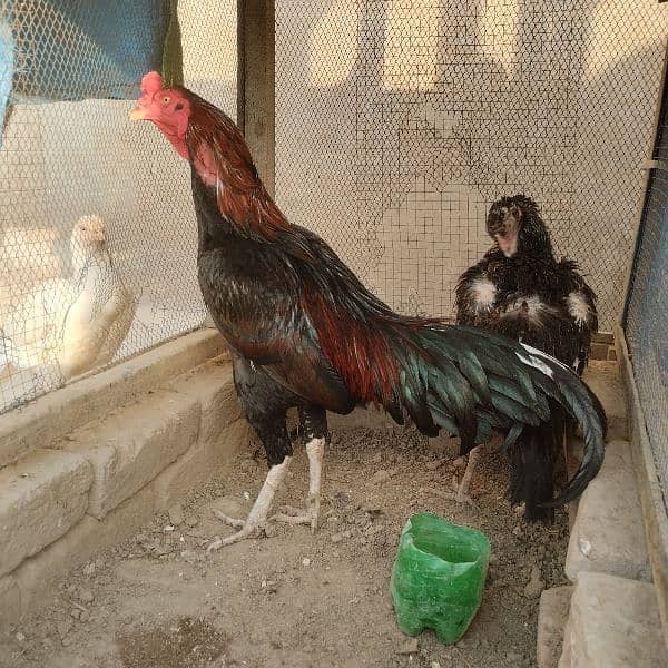 Mianwali Aseel Murga Aseel Madi | Heera Aseel Chicks  | 0327 6240784 1