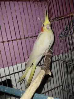 cocktail female red ice Patti