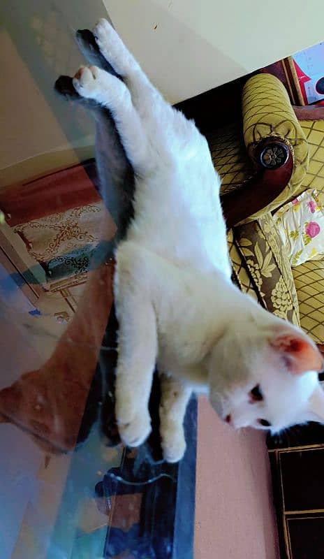 Persian CAT 0