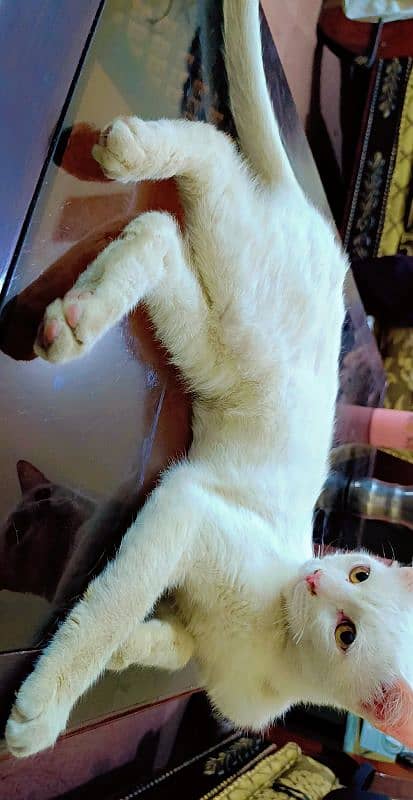 Persian CAT 1