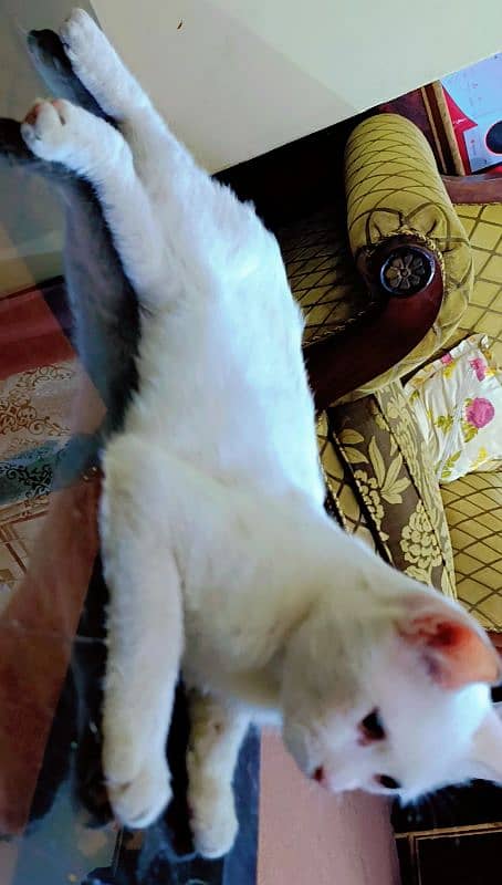 Persian CAT 3