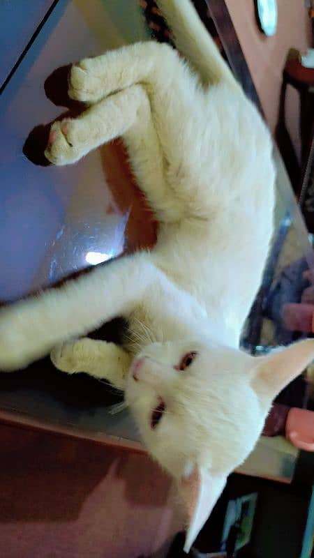 Persian CAT 4