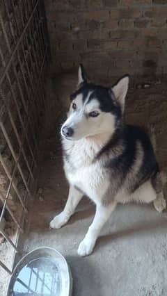 Husky