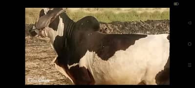 Wacha Doonda for Qurbani