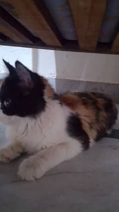 Persian Calico Cat