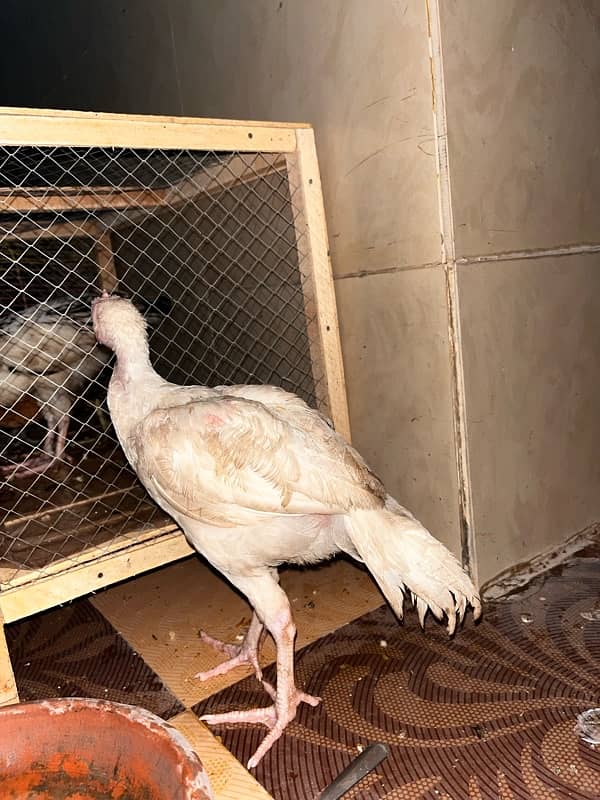 pure aseel chick 1.5 month 0