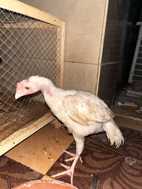 pure aseel chick 1.5 month 1