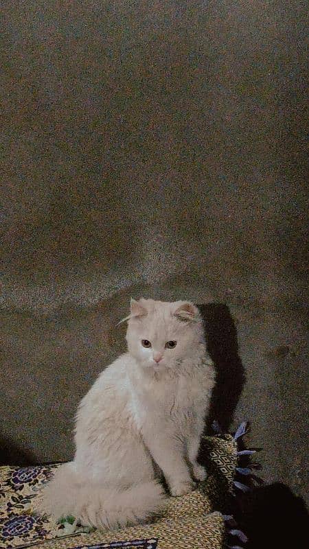 Home Breed : Persian cat    Age : 6 Month   Eyes Color : Brown 0