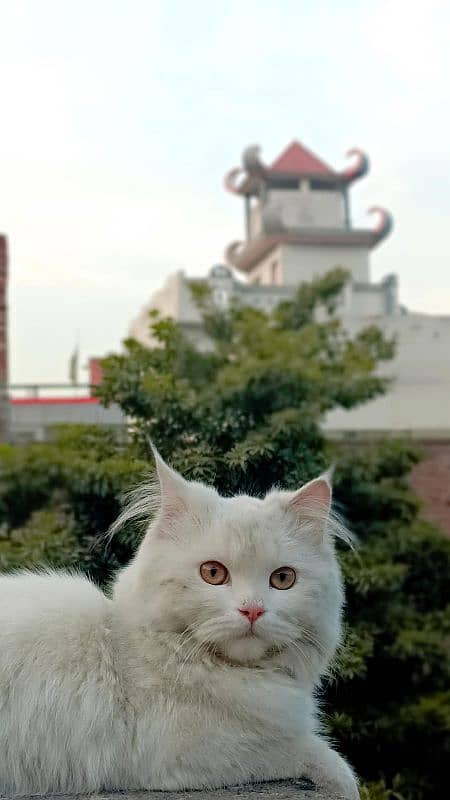 Home Breed : Persian cat    Age : 6 Month   Eyes Color : Brown 1
