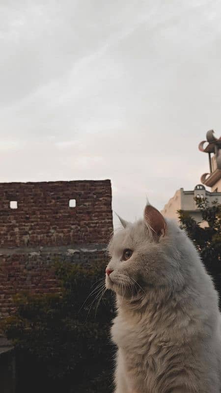 Home Breed : Persian cat    Age : 6 Month   Eyes Color : Brown 2