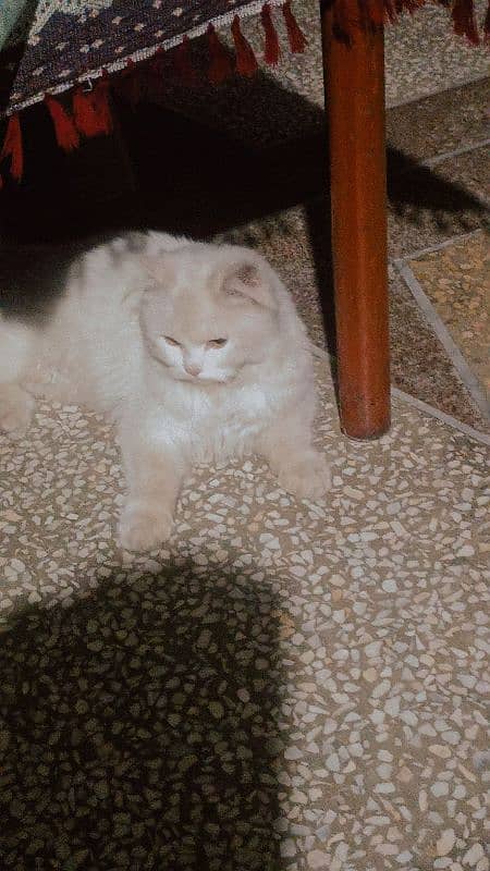 Home Breed : Persian cat    Age : 6 Month   Eyes Color : Brown 3