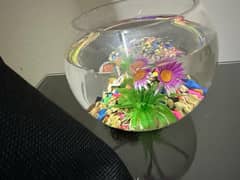 Planted bowls, aquarium, fish bowl, live planted bowls