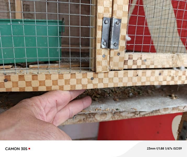 BREEDER PAIR JAVA WHITE + 3 SELF CHICKS + CAGES BUDGIES 5