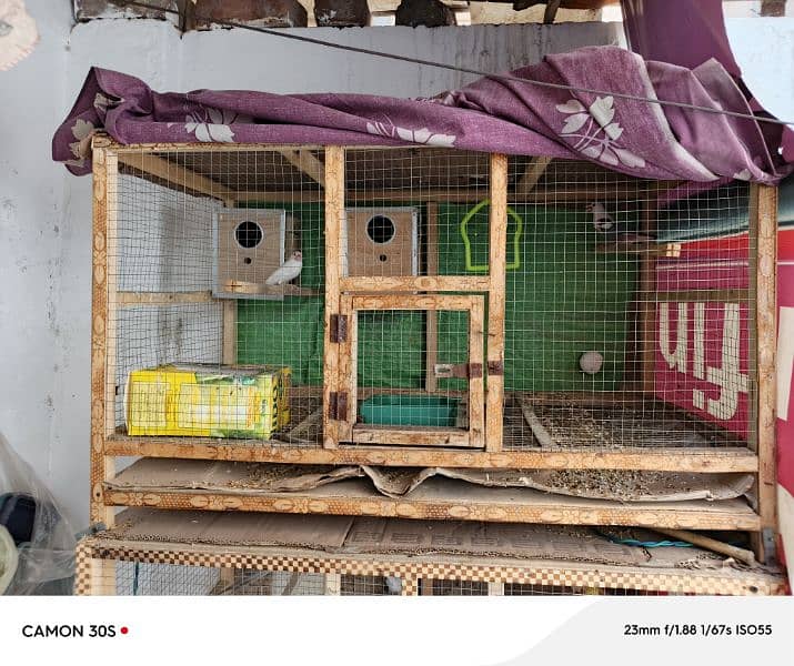BREEDER PAIR JAVA WHITE + 3 SELF CHICKS + CAGES BUDGIES 6