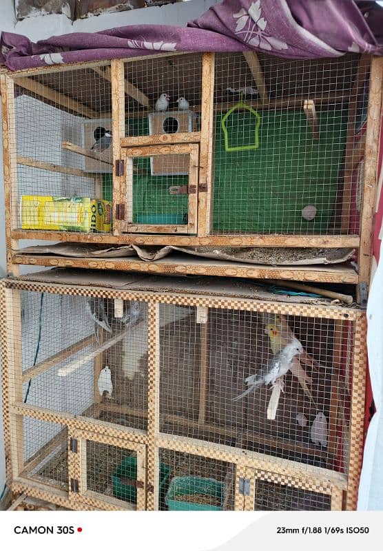 BREEDER PAIR JAVA WHITE + 3 SELF CHICKS + CAGES BUDGIES 8