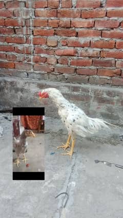 03097713610