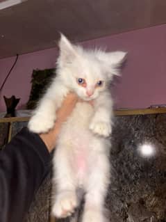 5 Kittens For sale whatsp 03106158723